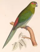 Perico frentinegro