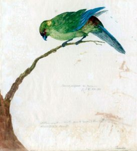 Black-fronted Parakeet