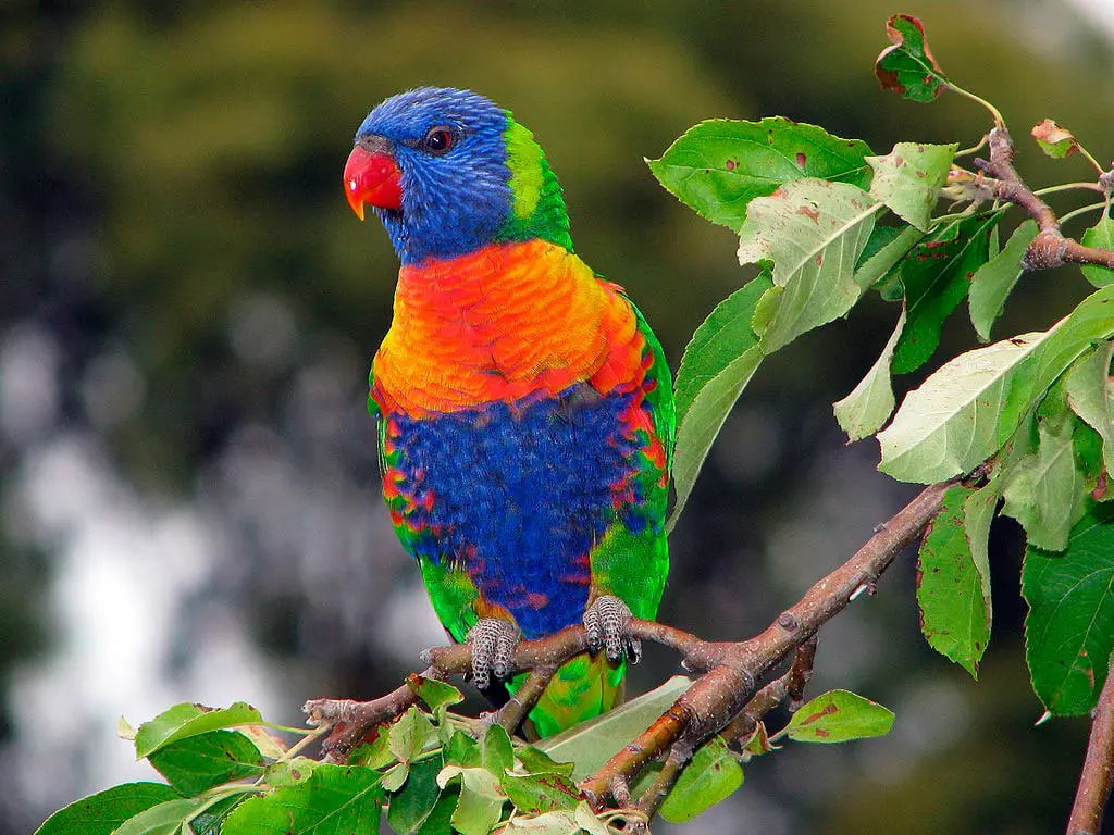 Jogos de acasalamento rainbow lorikeet. um papagaio desbotado gruda em uma  fêmea