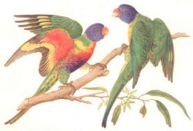 Rainbow Lorikeet