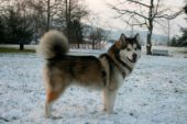 Malamute de Alaska