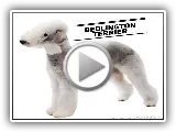 Bedlington Terrier el perro "oveja" cuidados historia.
