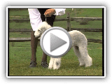 Bedlington Terrier - AKC Dog Breed Series