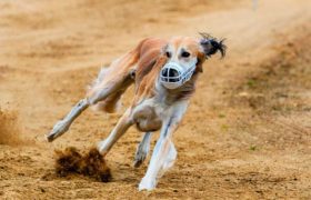 racing greyhound