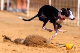 Galgo de carreras