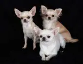 Chihuahua