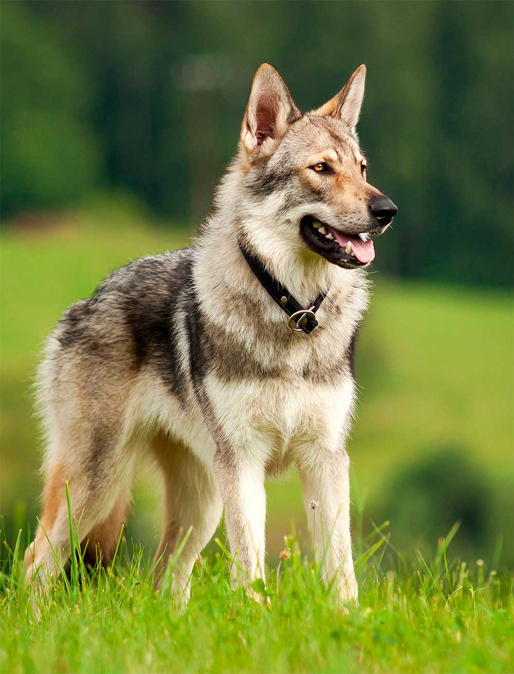 Cão lobo checoslovaco