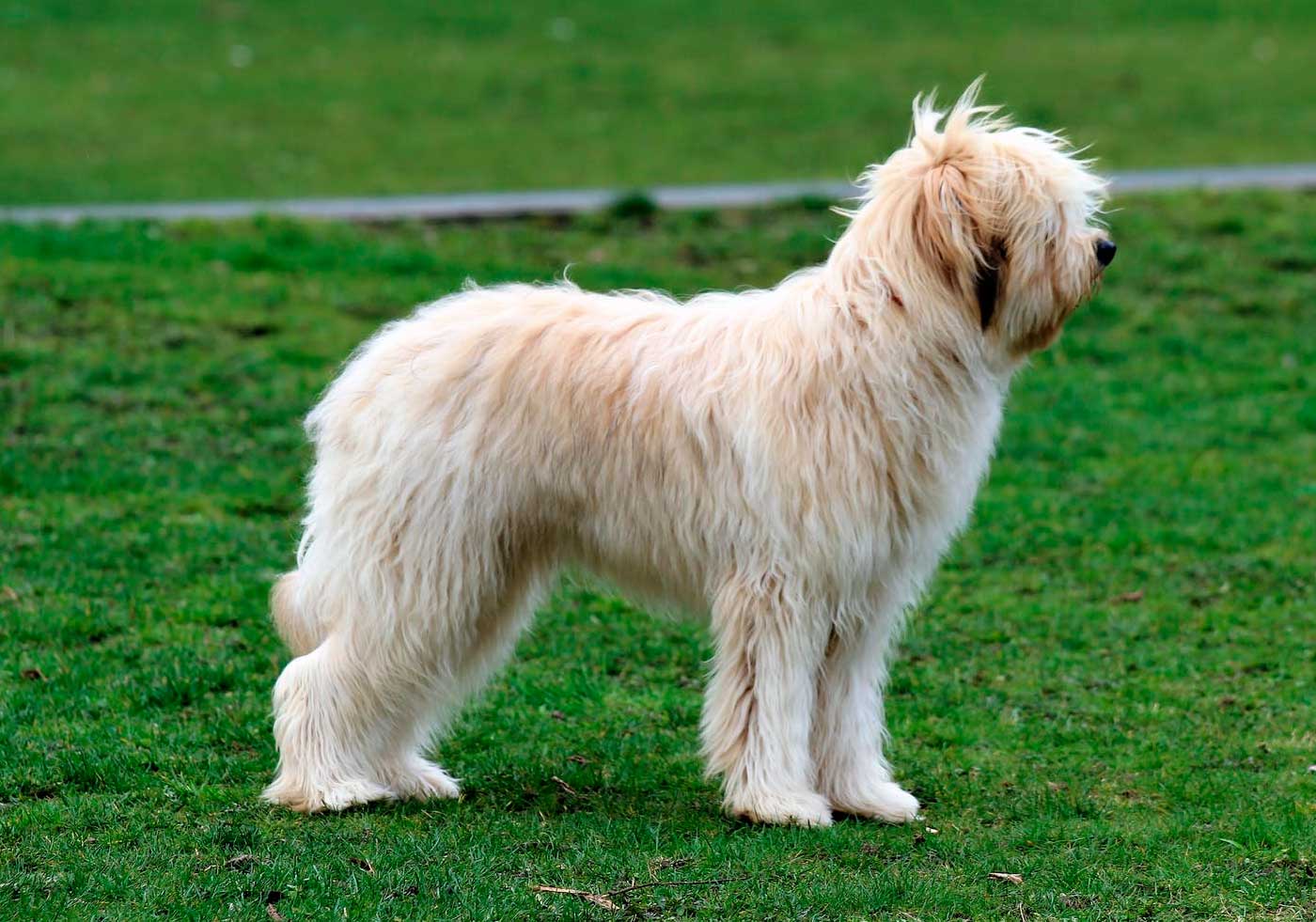 russian sheepdog ovcharka