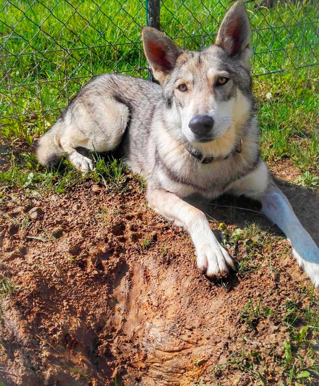 saarloos wolfdogs