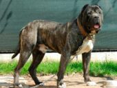 Dogo Canario