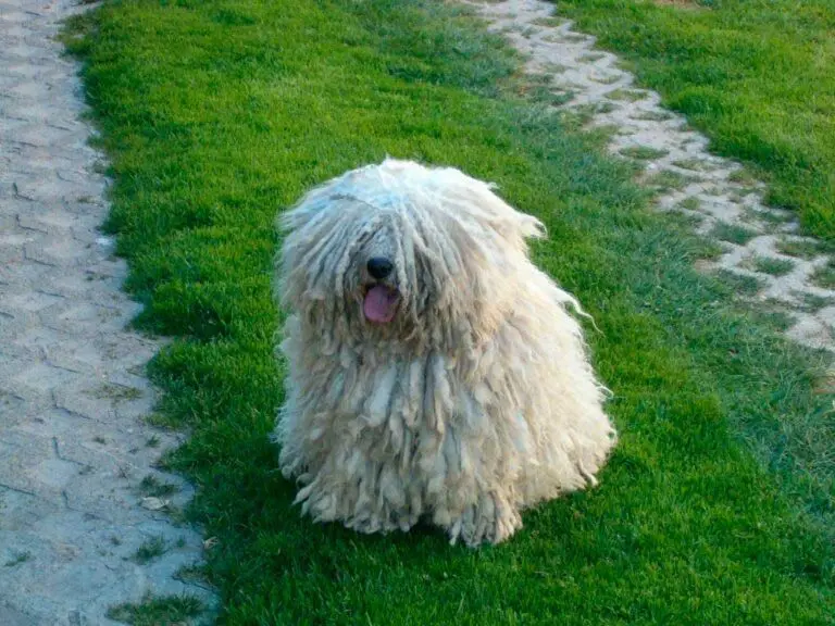 Puli - Sheepdogs - Hungarian dog breeds