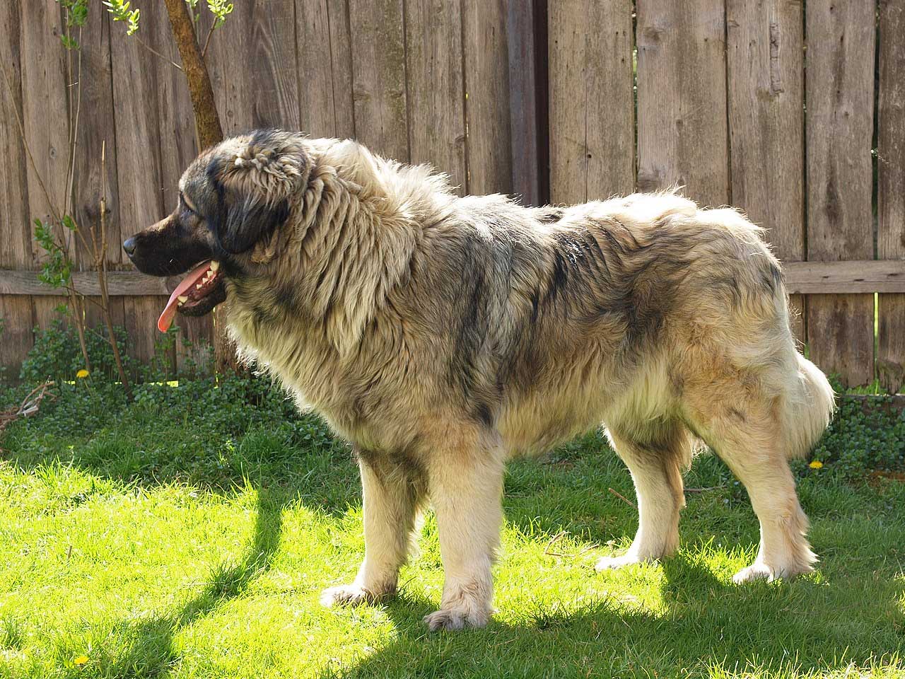 yugoslavian shepherd dog