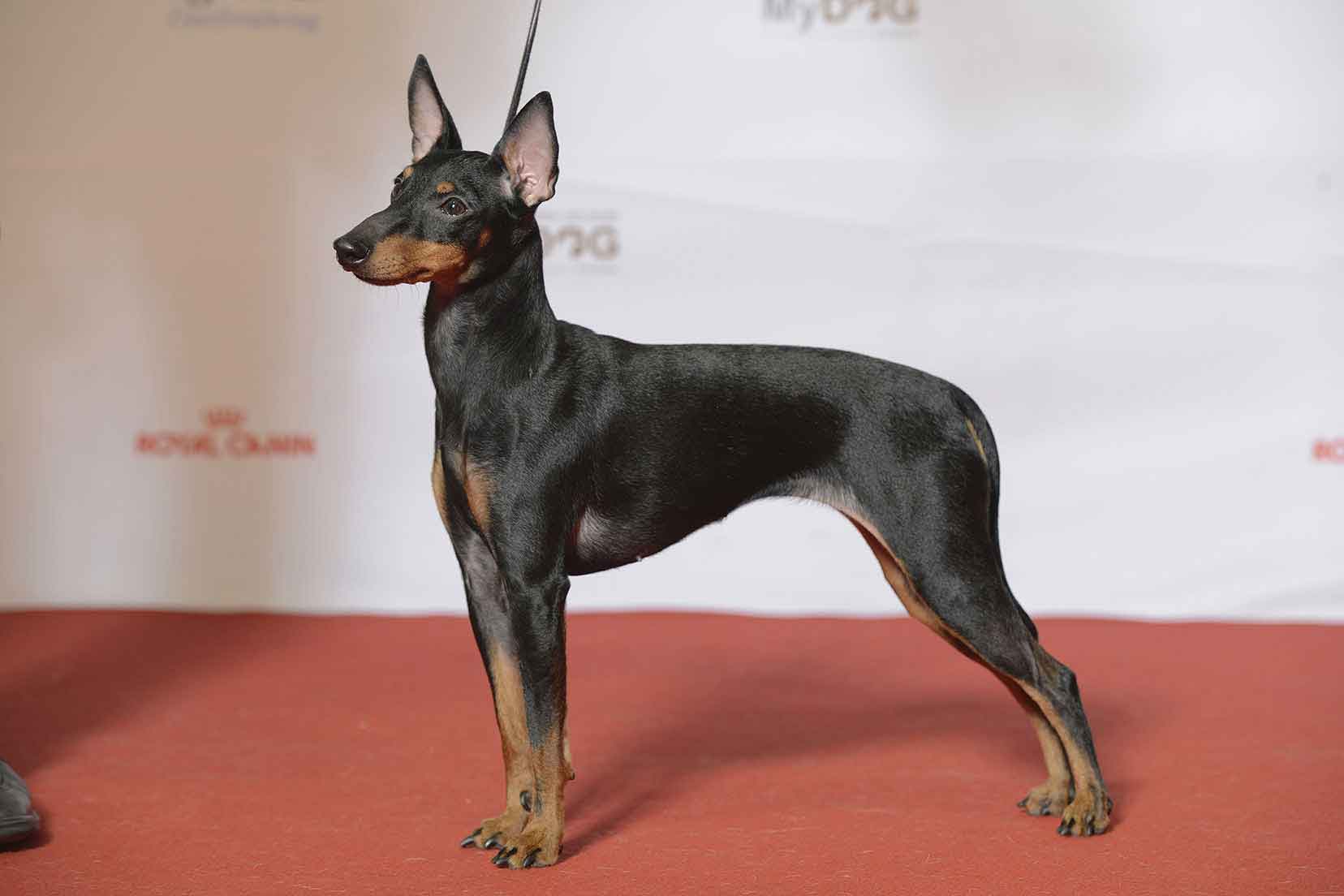 Black and tan toy terrier