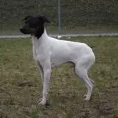 Terrier japonés