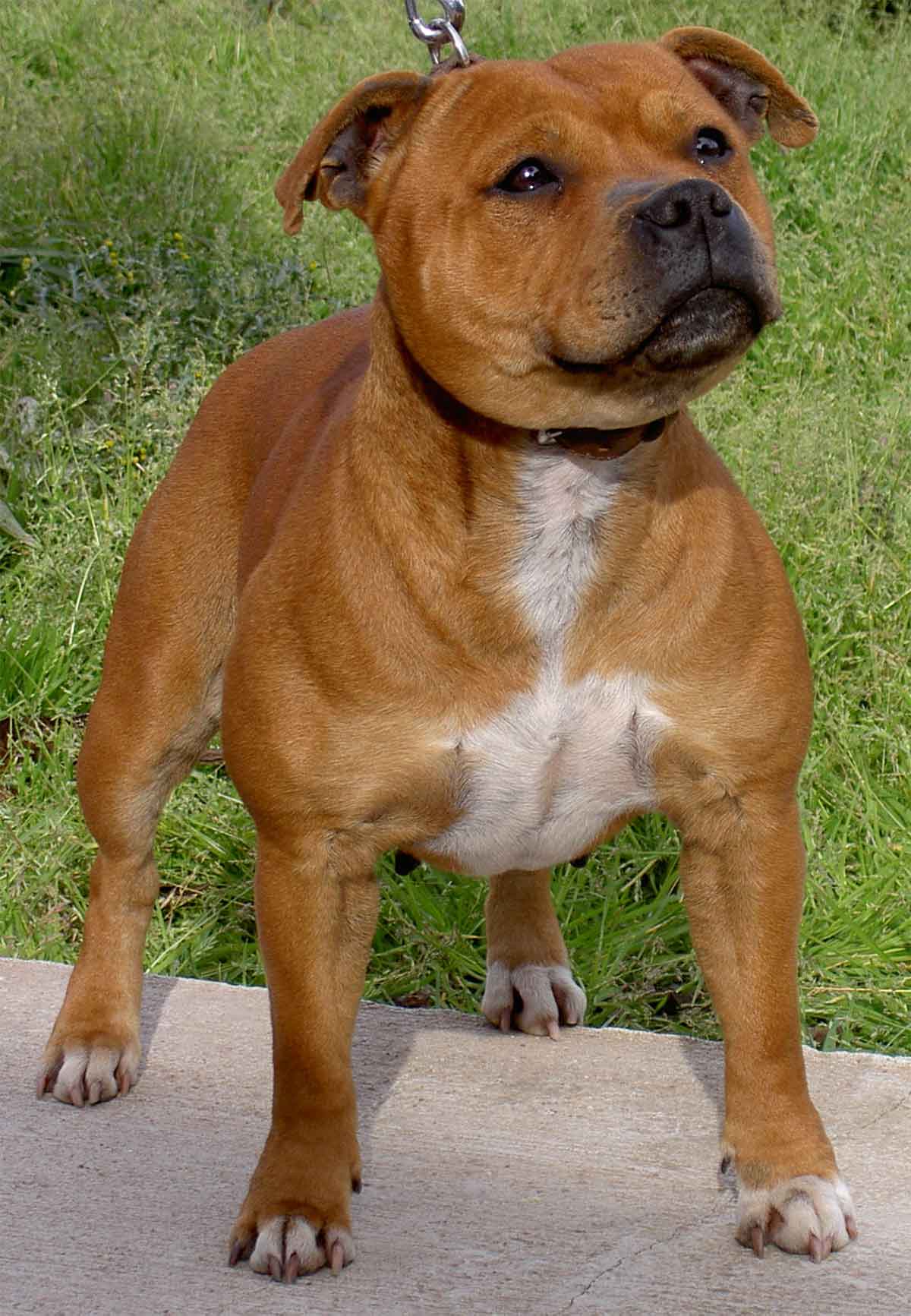 Staffordshire Bull Terrier Terriers De Tipo Bull Chiens De Grande Staffordshire Bull Terrier Terriers De Tipo Bull Chiens De Grande