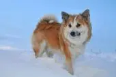 Cão-islandês-de-pastoreio