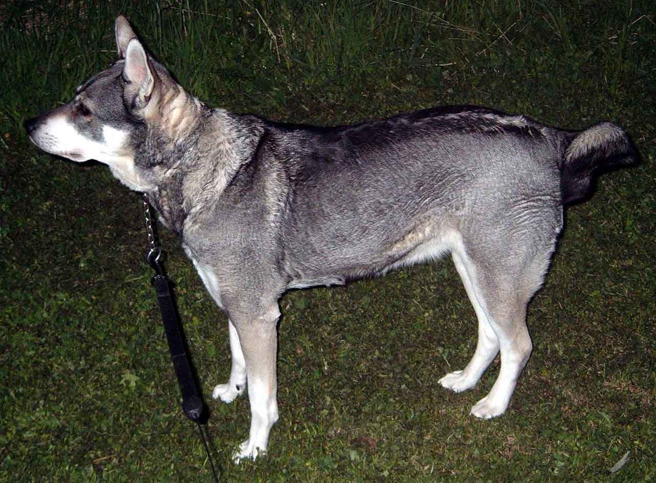 are swedish white elkhound aggressive