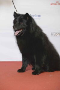 Schwedischer Lapphund