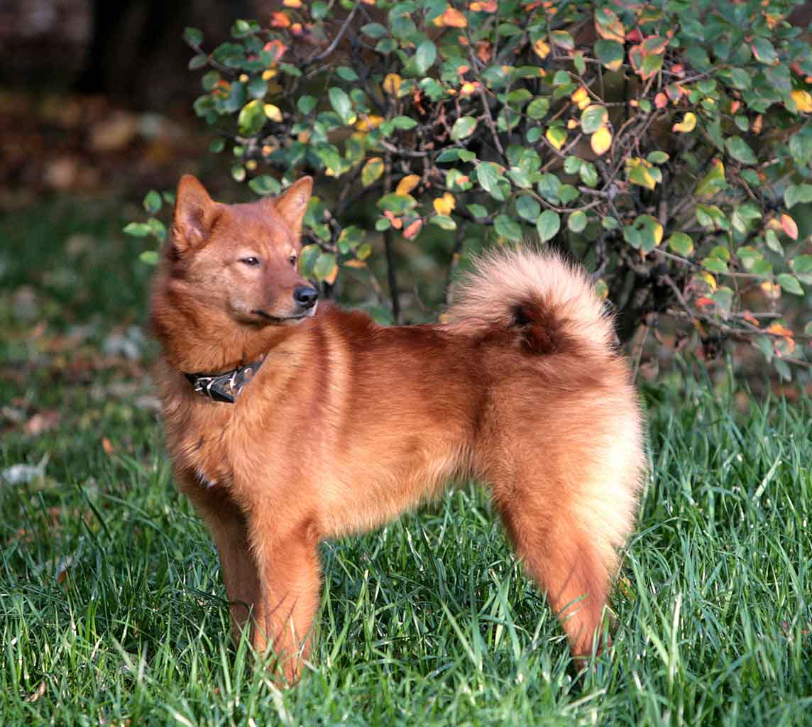 Spitz finlandais - Chiens de chasse nordique - Chiens Finlande