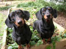 Rabbit Dachshund