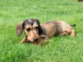 Dachshund Miniature