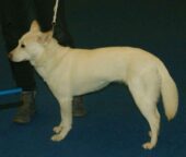 Jindo coreano