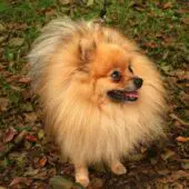 German Spitz