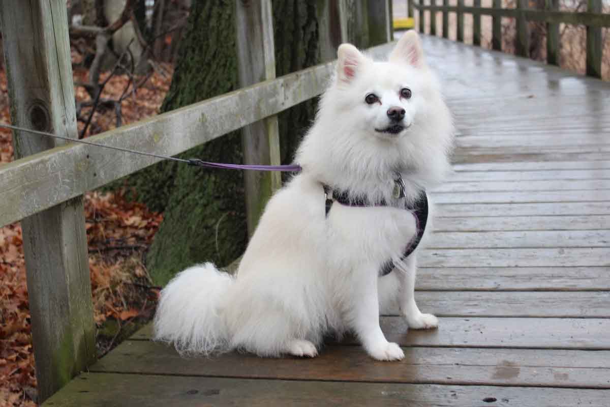 Japanese Spitz Asian Spitz And Related Breeds Japan Dogs Japanese Spitz Asian Spitz And Related Breeds Japan Dogs