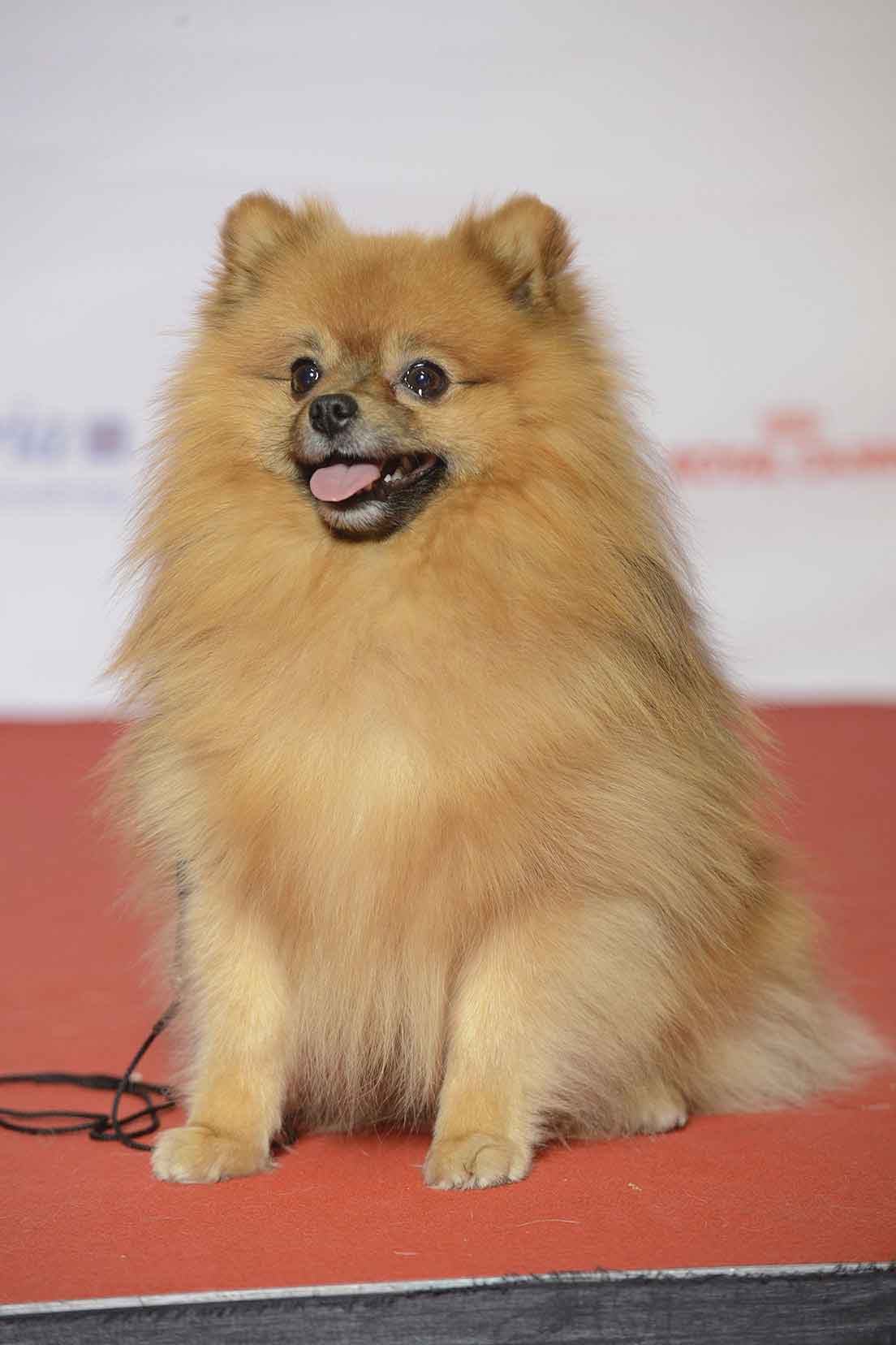 fangst perforere Svare Kleinspitz (Miniature or Small Spitz) - European Spitz - Breeds of Germany