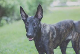 CHIEN DE TAIWAN