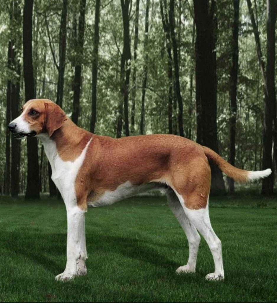 l GREAT ORANGE AND WHITE ANGLO-FRENCH Hound