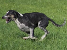 Großer Anglo-Französischer Weiß-Schwarzer Laufhund