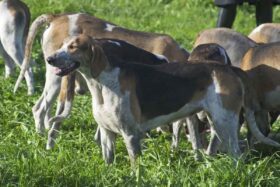 Großer Anglo-Französischer Dreifarbiger Laufhund