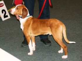 Posavac Hound klein