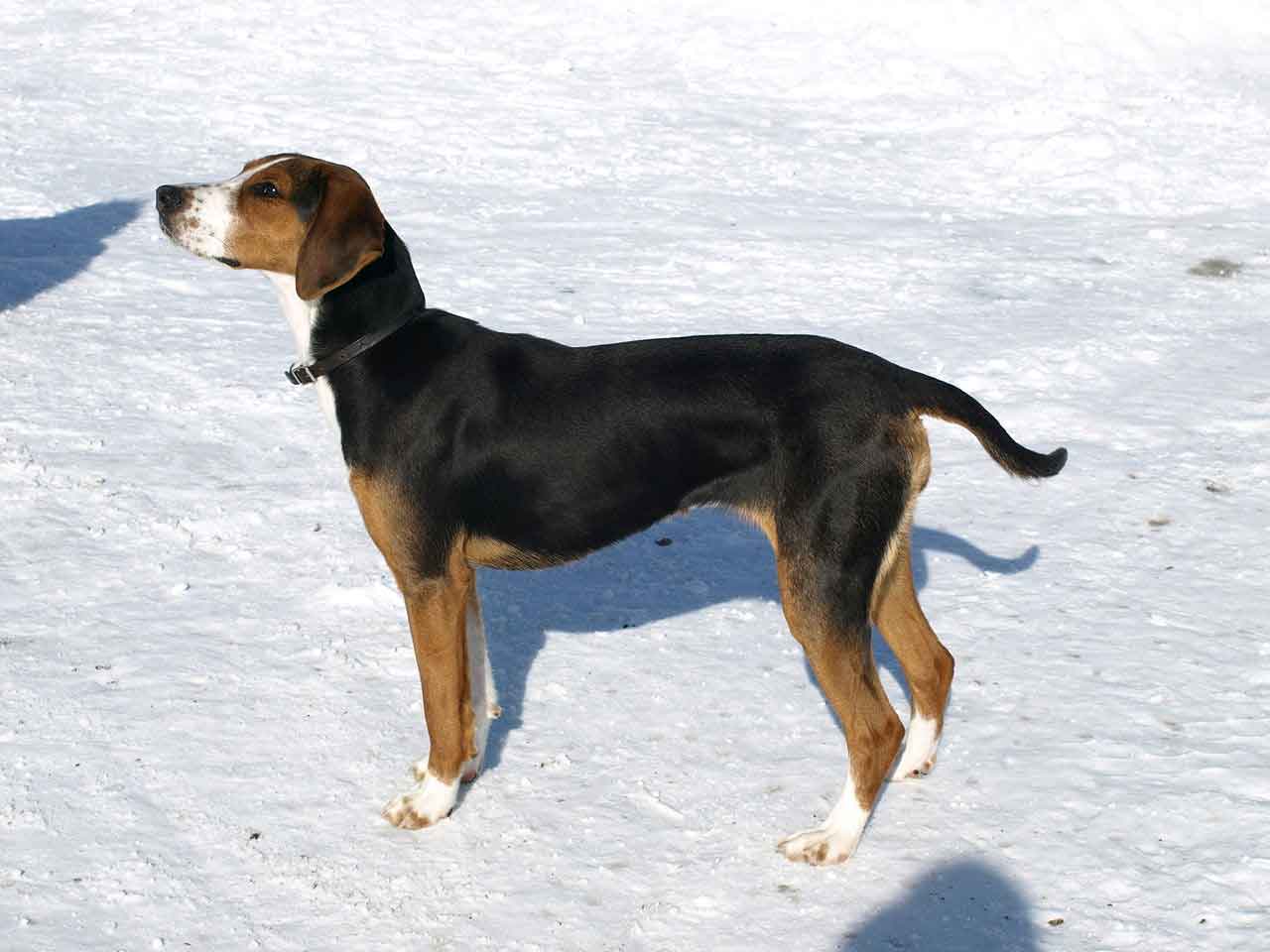 are finnish hound aggressive