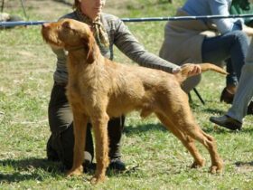 Italian Rough-Haired Hound