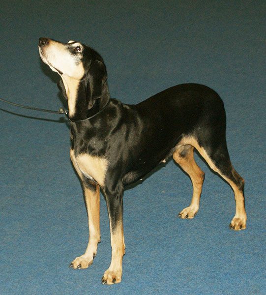 Italian Hound, Short-haired