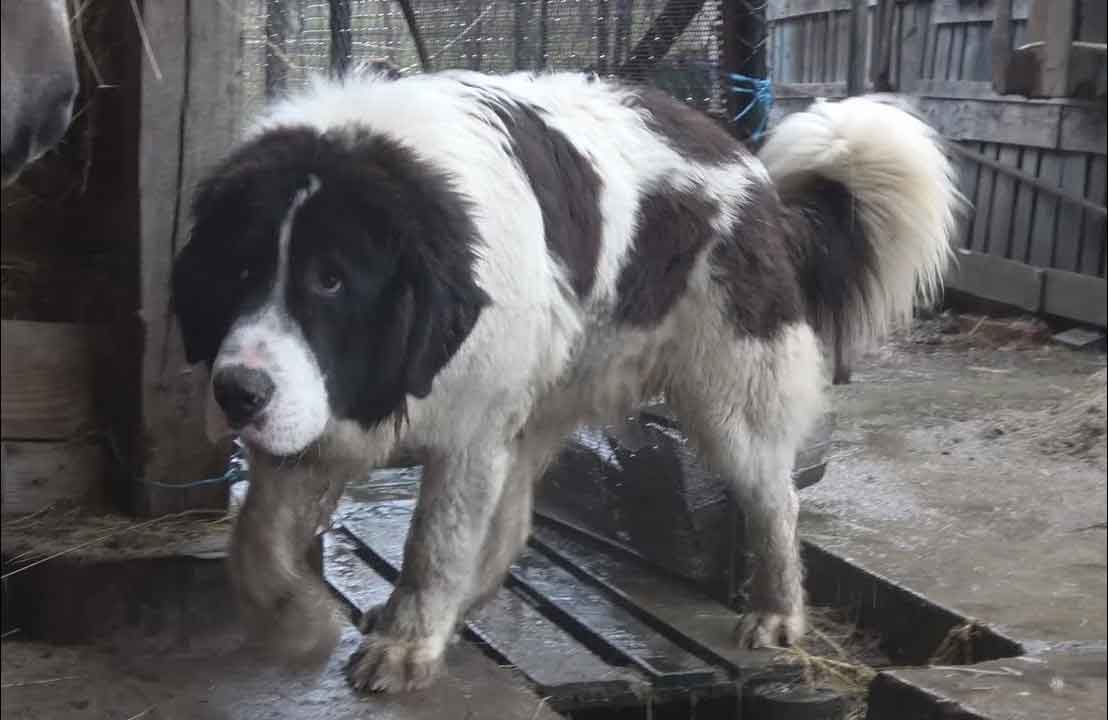 Rumänischer Bukowina Schäferhund