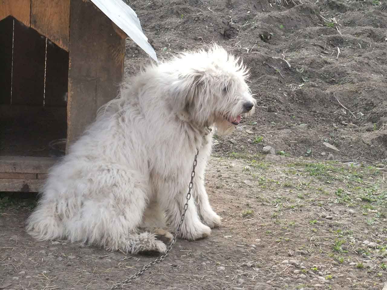 are romanian mioritic shepherds healthy