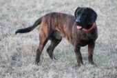 Cão-farejador-de-hanover