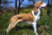 Small Schwyz hound