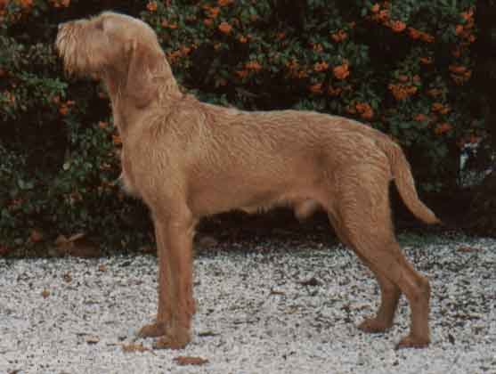 Drahthaariger Ungarischer Vorstehhund