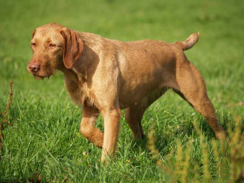 Drahthaariger Ungarischer Vorstehhund
