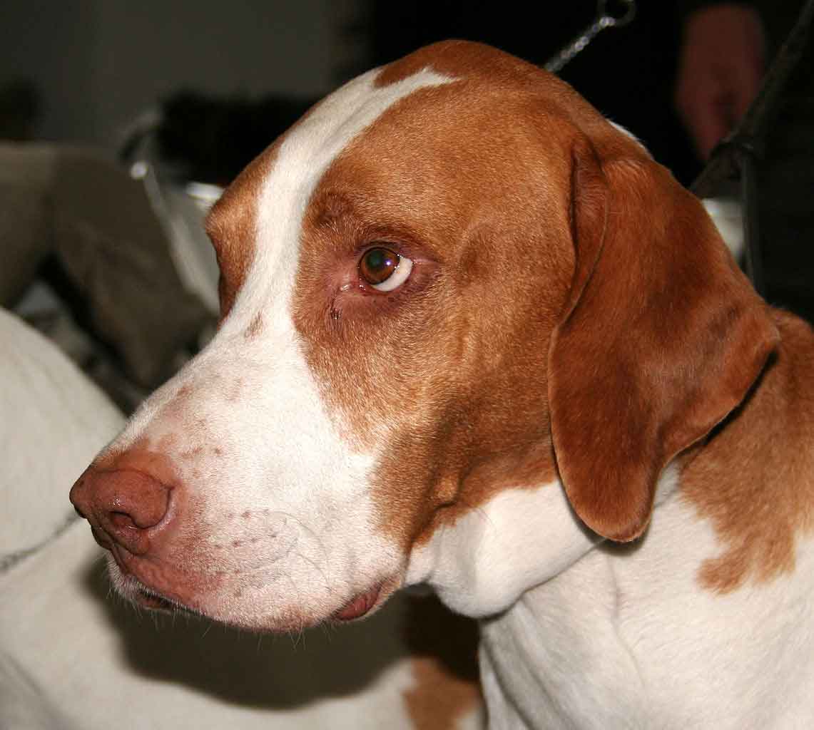 Braco Saint Germain