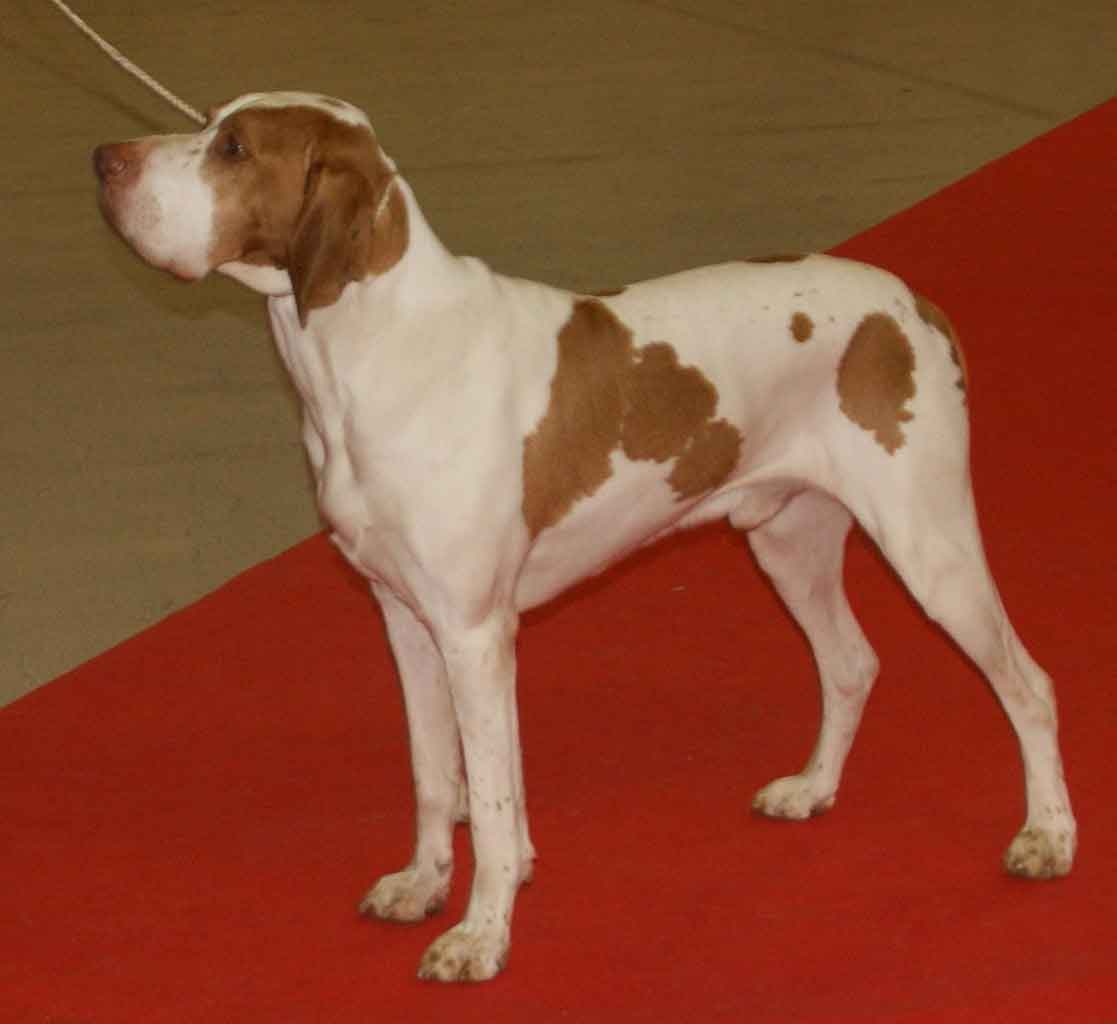 Ariège-Vorstehhund