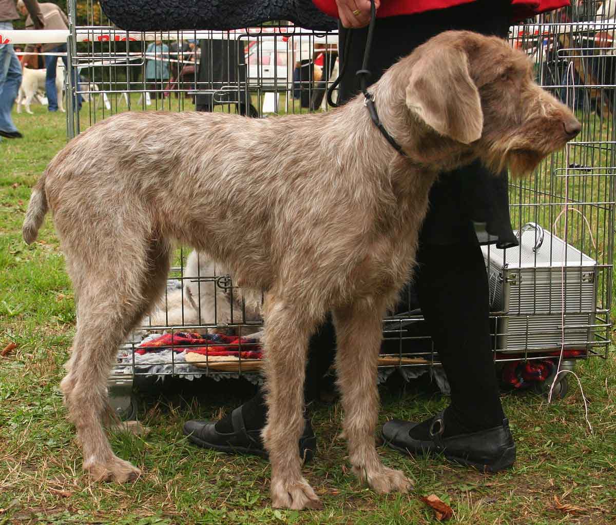 Braco eslovaco de pelo duro