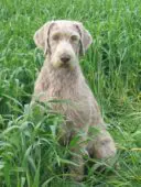Slovakian Wirehaired Pointers