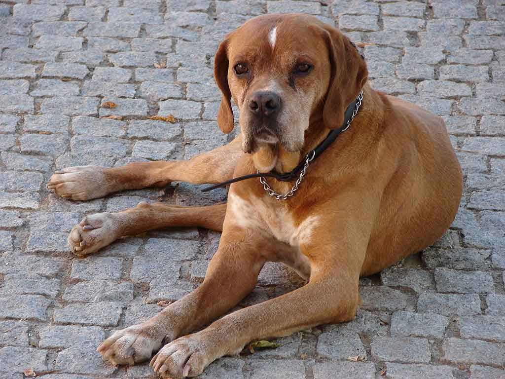 Portugiesischer Vorstehhund