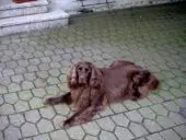 Perro de muestra alemán de pelo largo