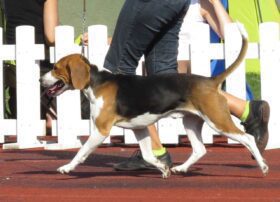 Cão da Estônia